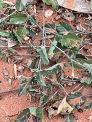 Convolvulus clementii