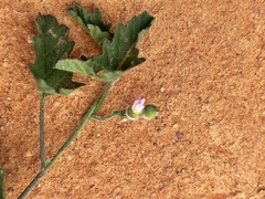 Convolvulus clementii