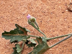 Convolvulus clementii
