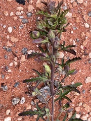 Convolvulus clementii