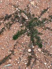 Convolvulus clementii