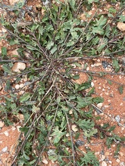 Convolvulus clementii