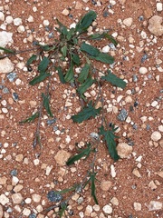 Convolvulus clementii