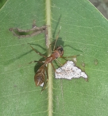 Myrmaplata plataleoides