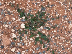 Convolvulus clementii