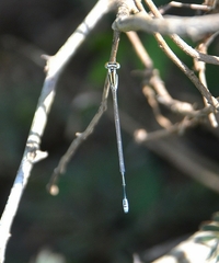 Aciagrion occidentale