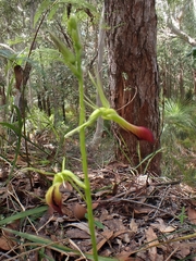 Cryptostylis subulata