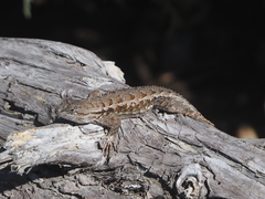 Sceloporus occidentalis bocourtii