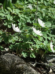 Anemonoides raddeana