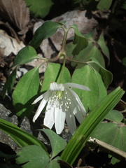 Anemonoides raddeana