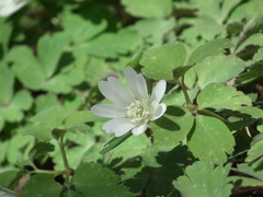 Anemonoides raddeana