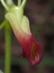 Cryptostylis subulata