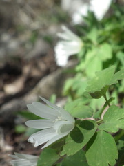 Anemonoides raddeana