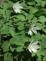 Anemonoides raddeana