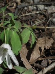 Anemonoides raddeana