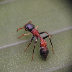 Myrmarachne melanocephala