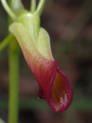 Cryptostylis subulata