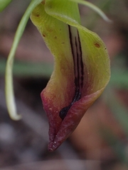 Cryptostylis subulata
