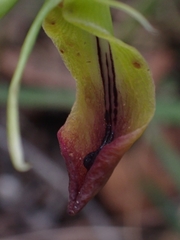 Cryptostylis subulata