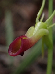 Cryptostylis subulata