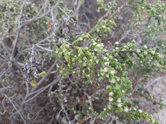 Thymelaea hirsuta