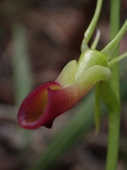 Cryptostylis subulata