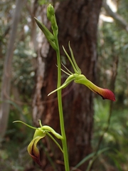 Cryptostylis subulata