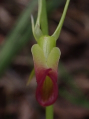 Cryptostylis subulata