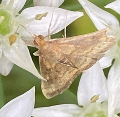 Ostrinia nubilalis