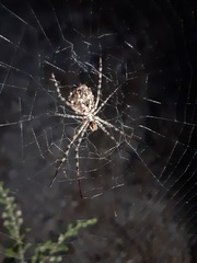 Argiope lobata