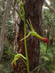 Cryptostylis subulata