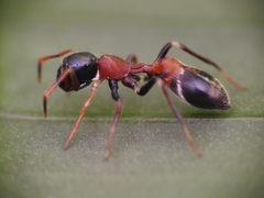 Myrmarachne melanocephala