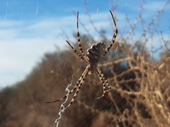 Argiope lobata