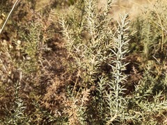 Ulex