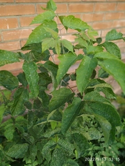 Acer negundo