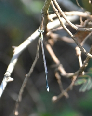 Aciagrion occidentale