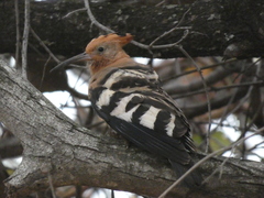 Upupa epops africana