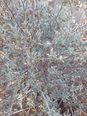 Anthyllis cytisoides
