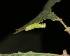 Euura spiraeae