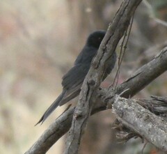 Melaenornis pammelaina
