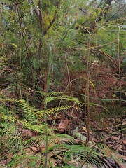 Thelymitra