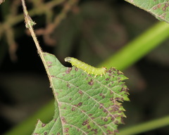 Euura spiraeae