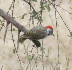 Chloropicus fuscescens