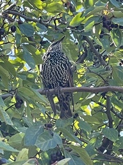 Sturnus vulgaris