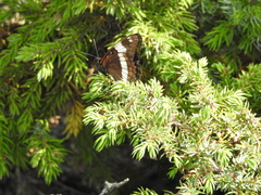 Limenitis arthemis rubrofasciata