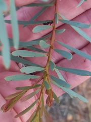 Acacia