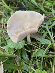 Candolleomyces candolleanus