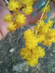 Acacia