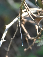 Aciagrion occidentale