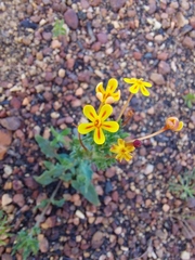 Zaluzianskya divaricata